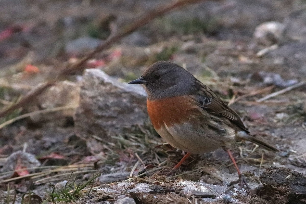 Robin Accentor - ML646785511