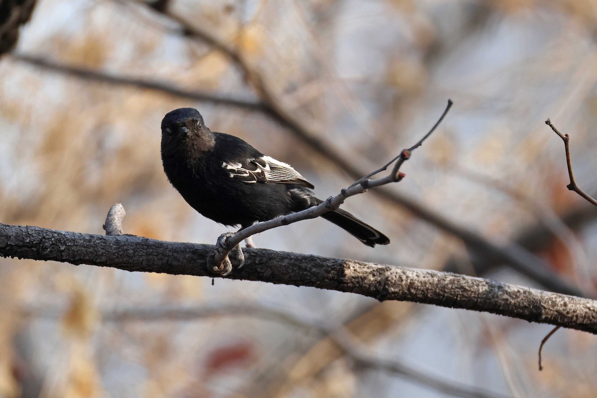 Southern Black-Tit/Carp's Tit - ML646785512