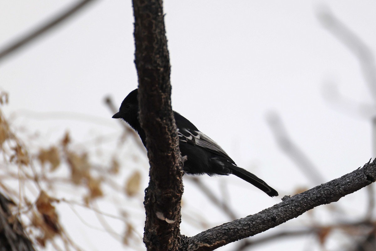 Southern Black-Tit/Carp's Tit - ML646785513