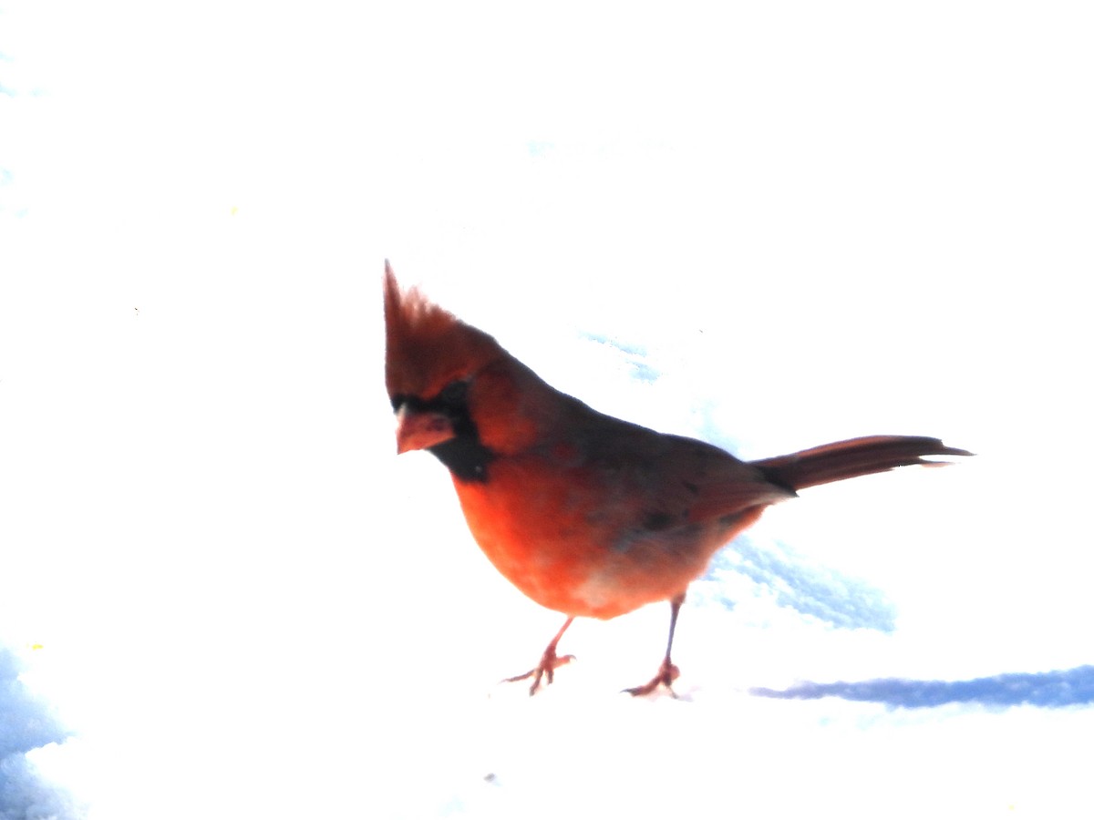 Northern Cardinal - ML646785514