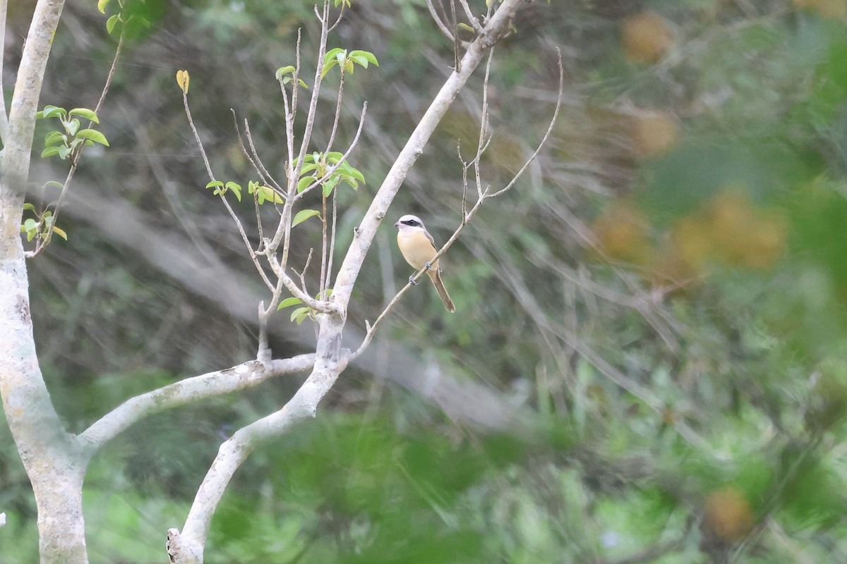 Сибирский жулан - ML646785515