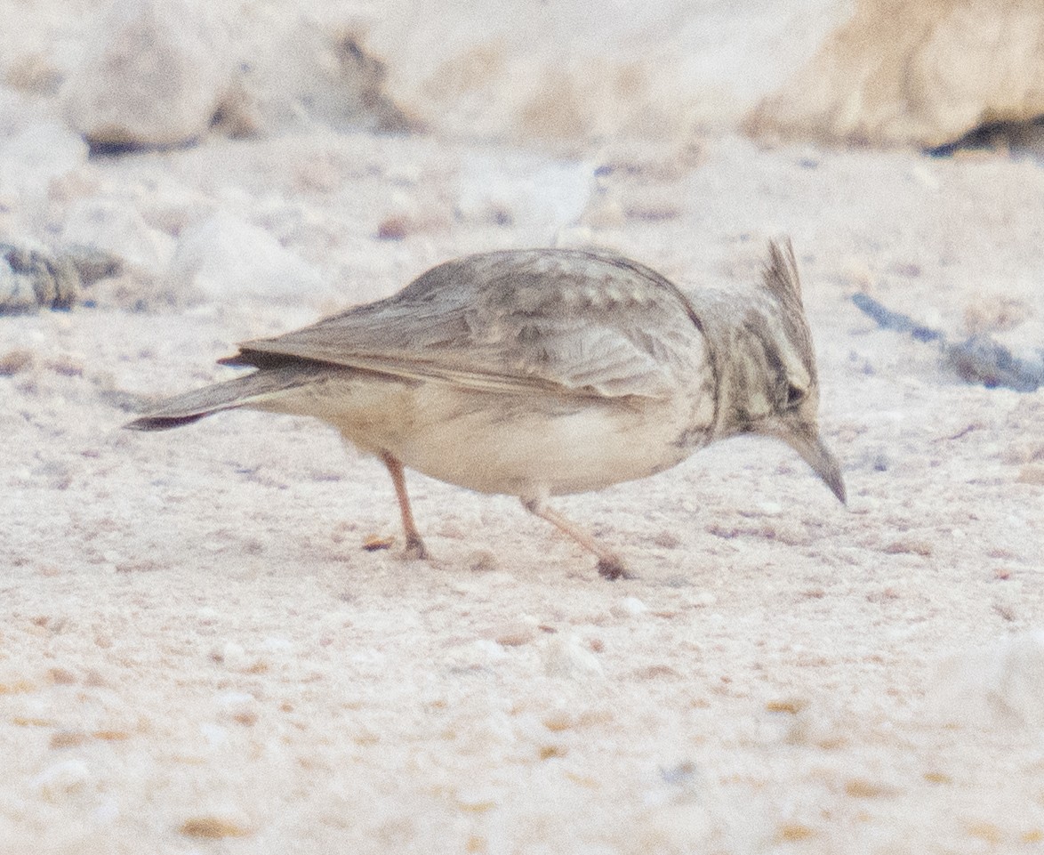 Crested Lark - ML646785516