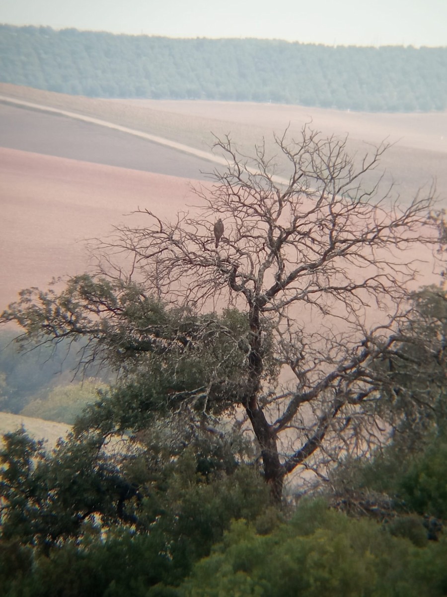 オオタカ - ML646785520