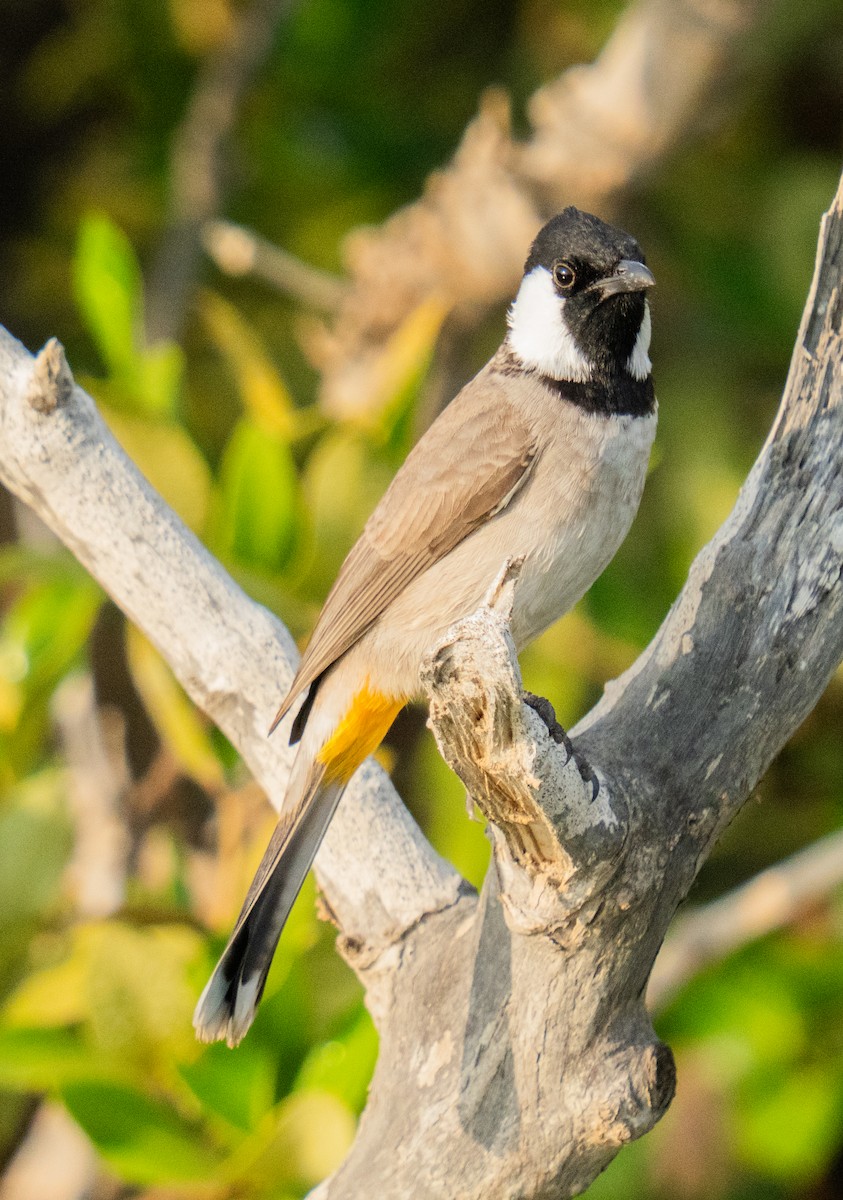 White-eared Bulbul - ML646785521