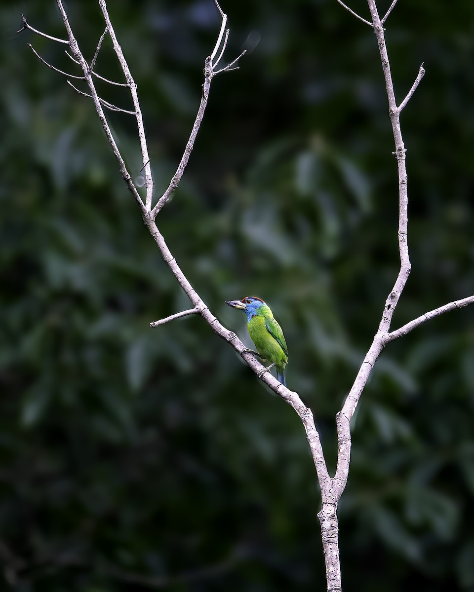 Blue-throated Barbet - ML646785522