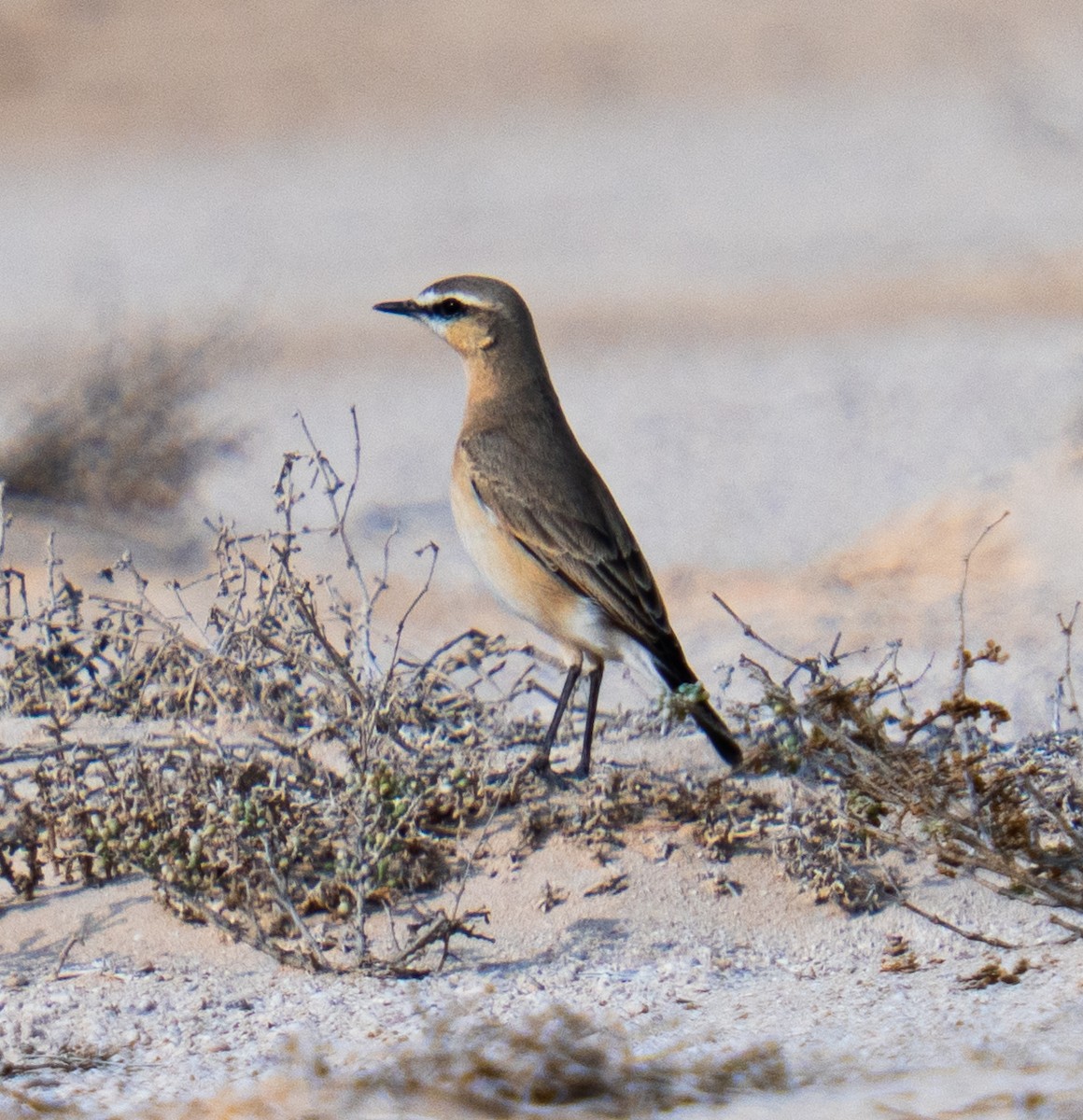 Isabelline Wheatear - ML646785523