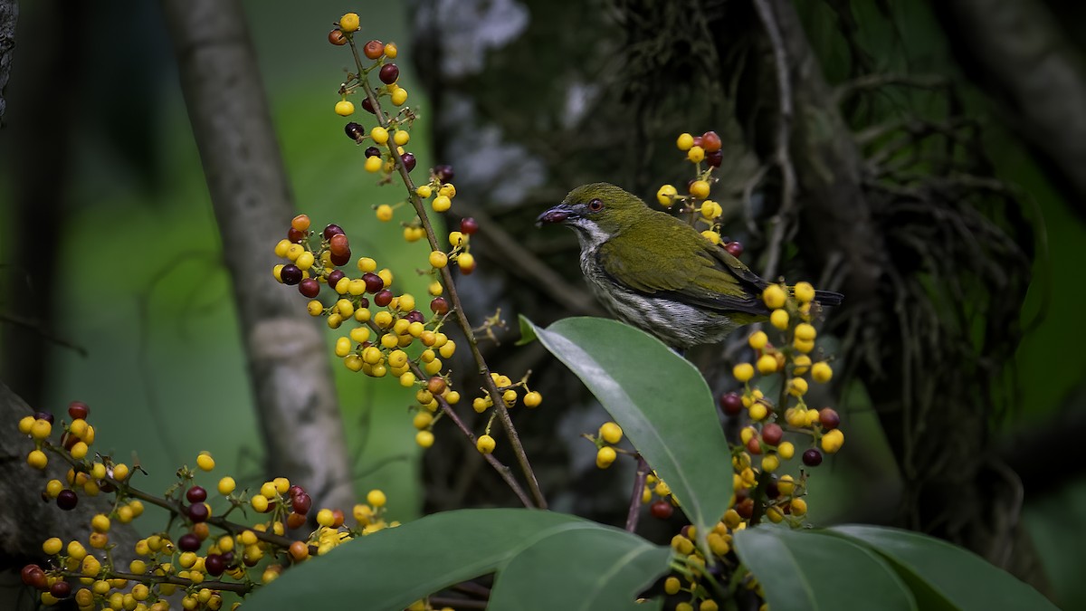 Yellow-vented Flowerpecker - ML646785524