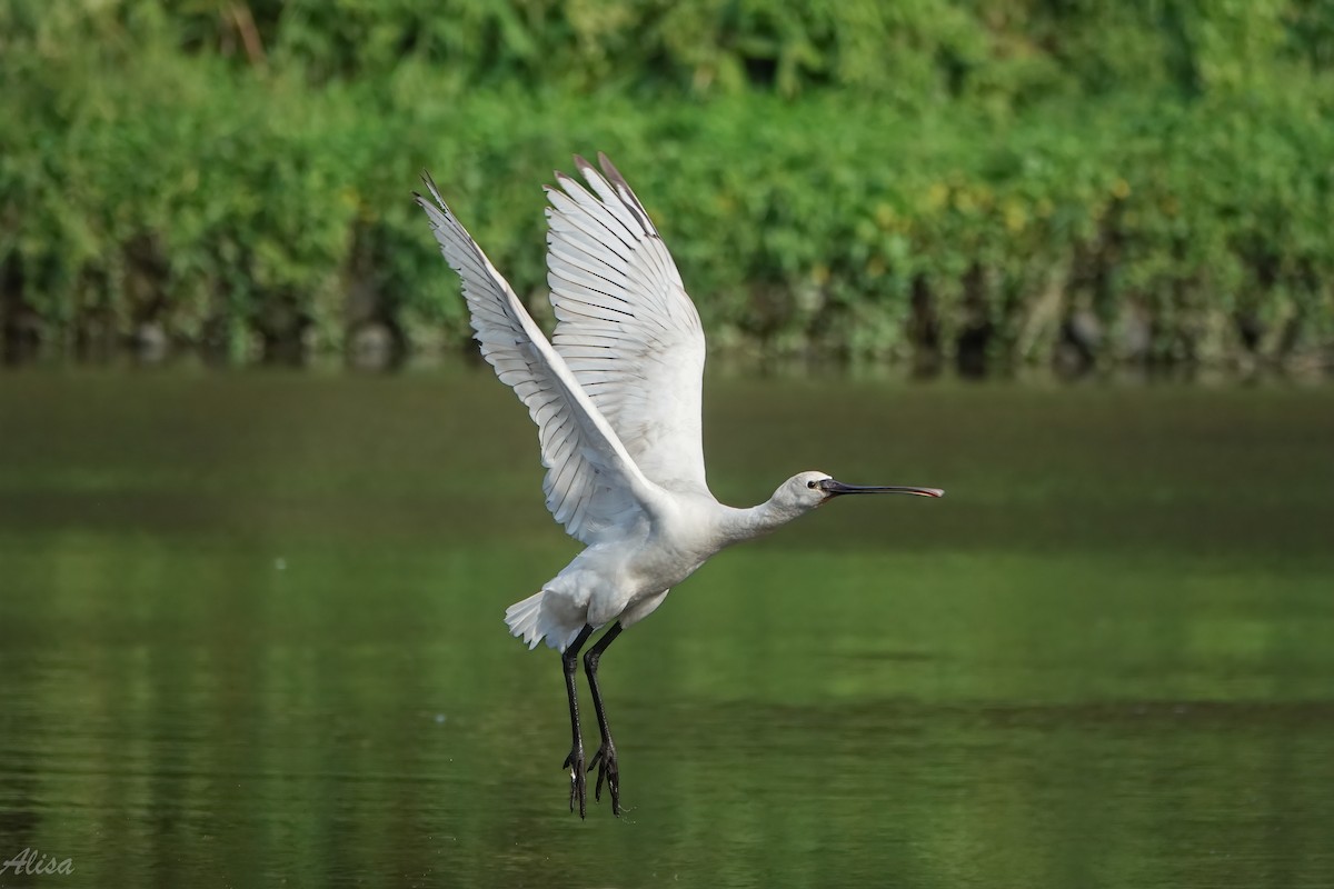 Косар білий - ML646785525