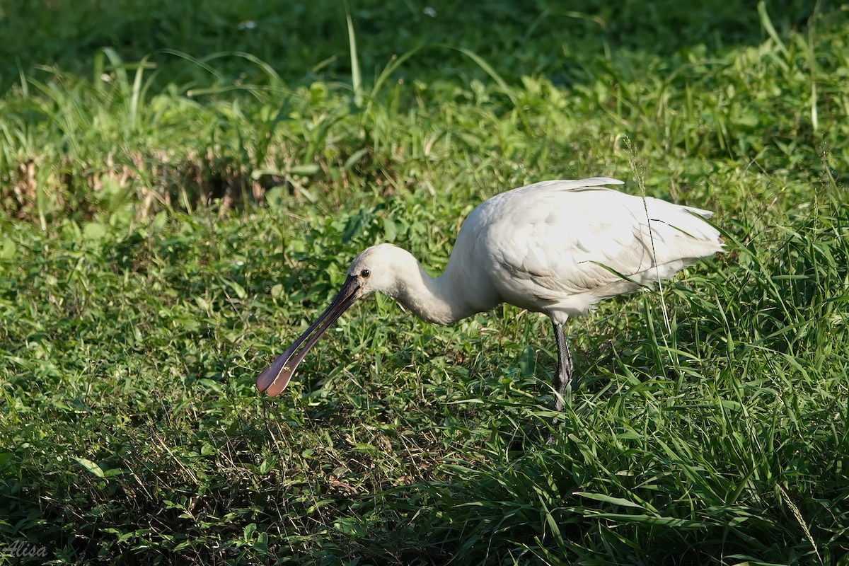 Косар білий - ML646785526