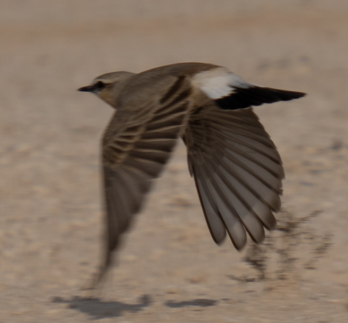 Isabelline Wheatear - ML646785529