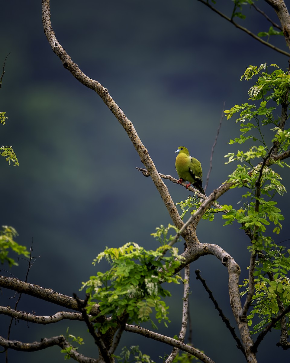 Pin-tailed Green-Pigeon - ML646785530