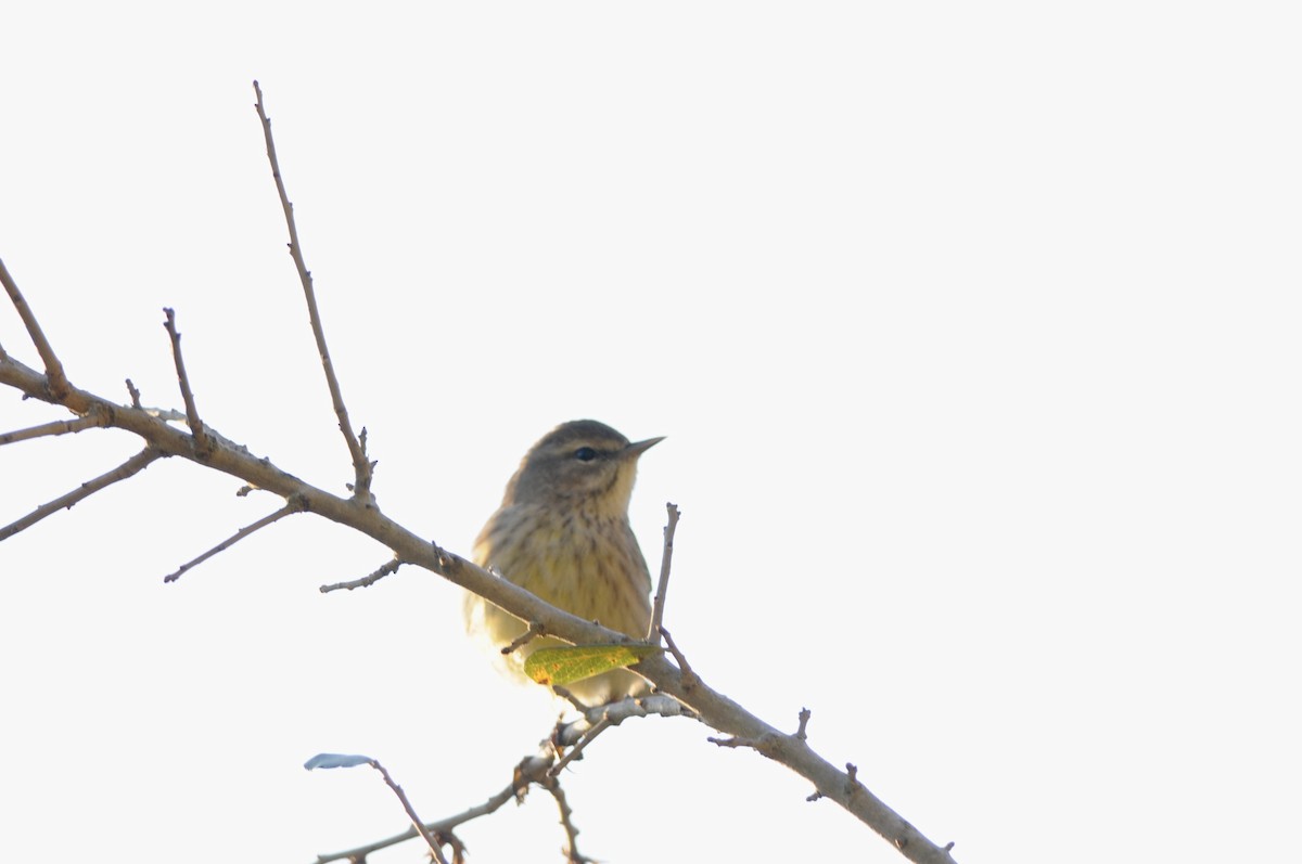 Palm Warbler - ML646785532