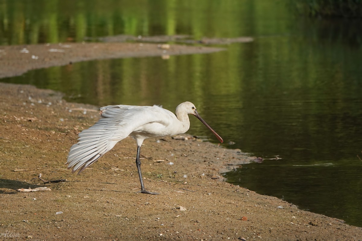 Косар білий - ML646785533