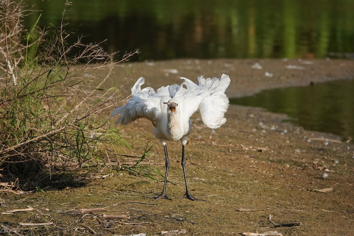 Косар білий - ML646785534