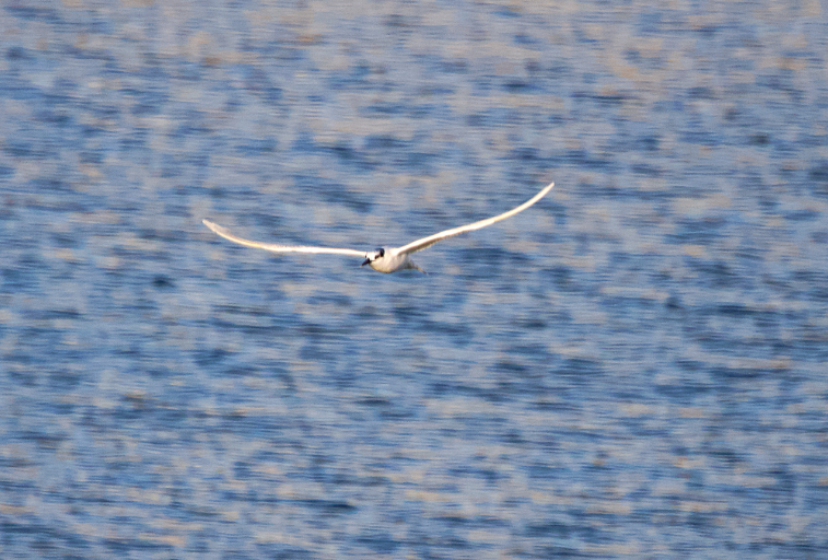 Sandwich Tern - ML646785535