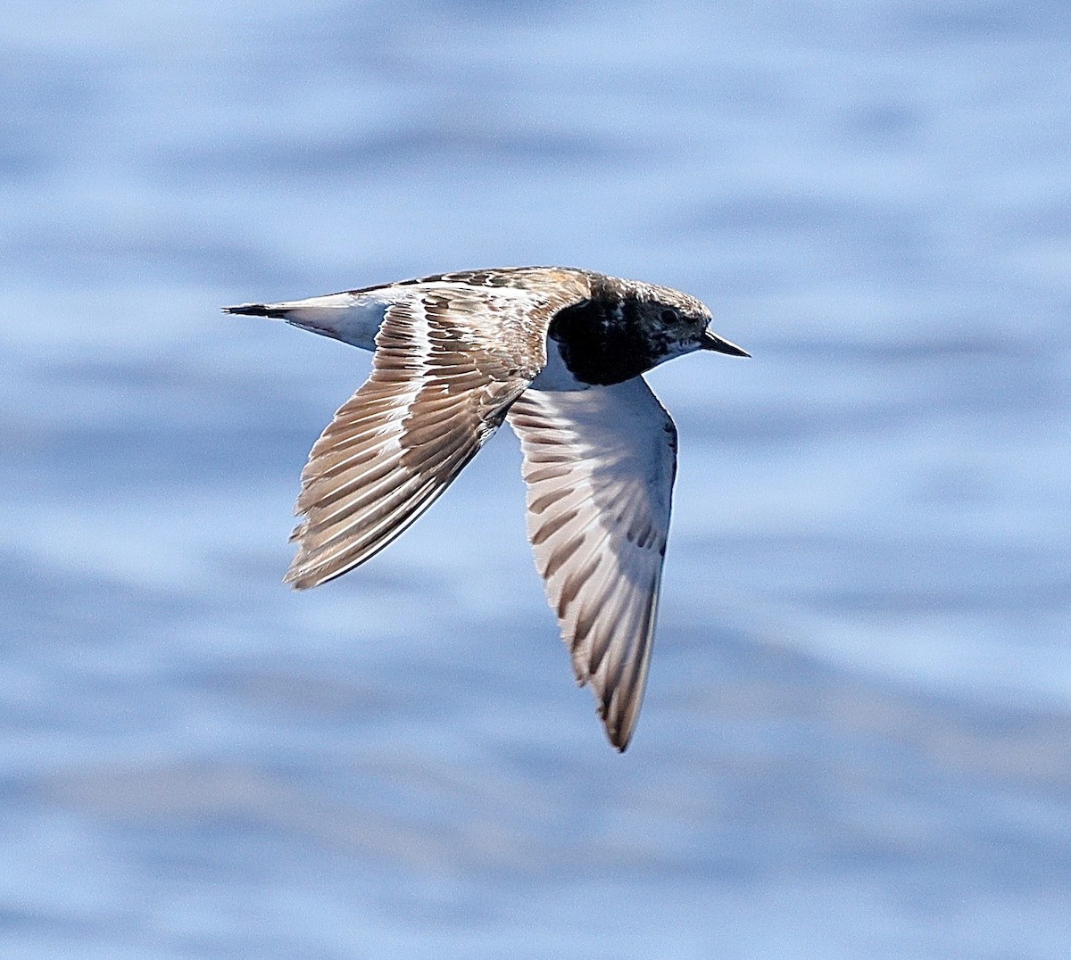 Ruddy Turnstone - ML646785536