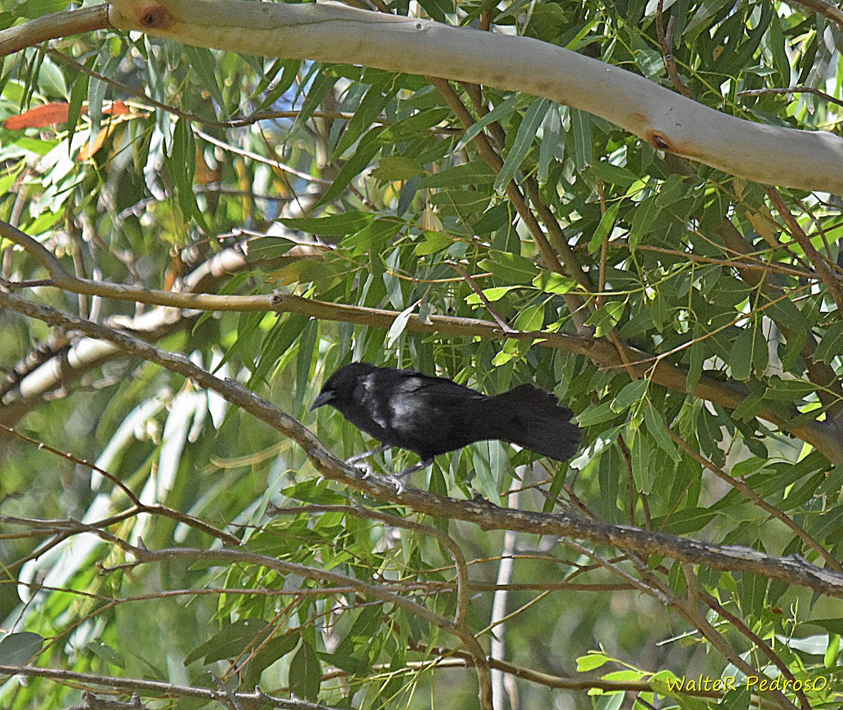 Carouge chopi - ML646785538