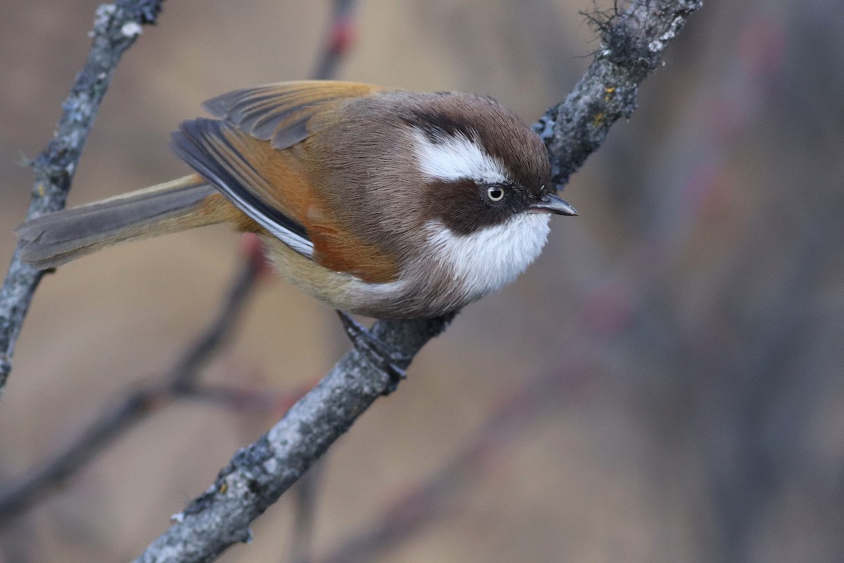 White-browed Fulvetta - ML646785540