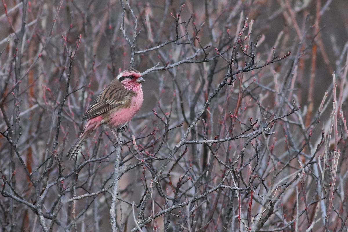 krattrosenfink - ML646785542