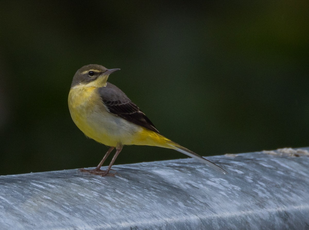 Плиска гірська - ML646785544