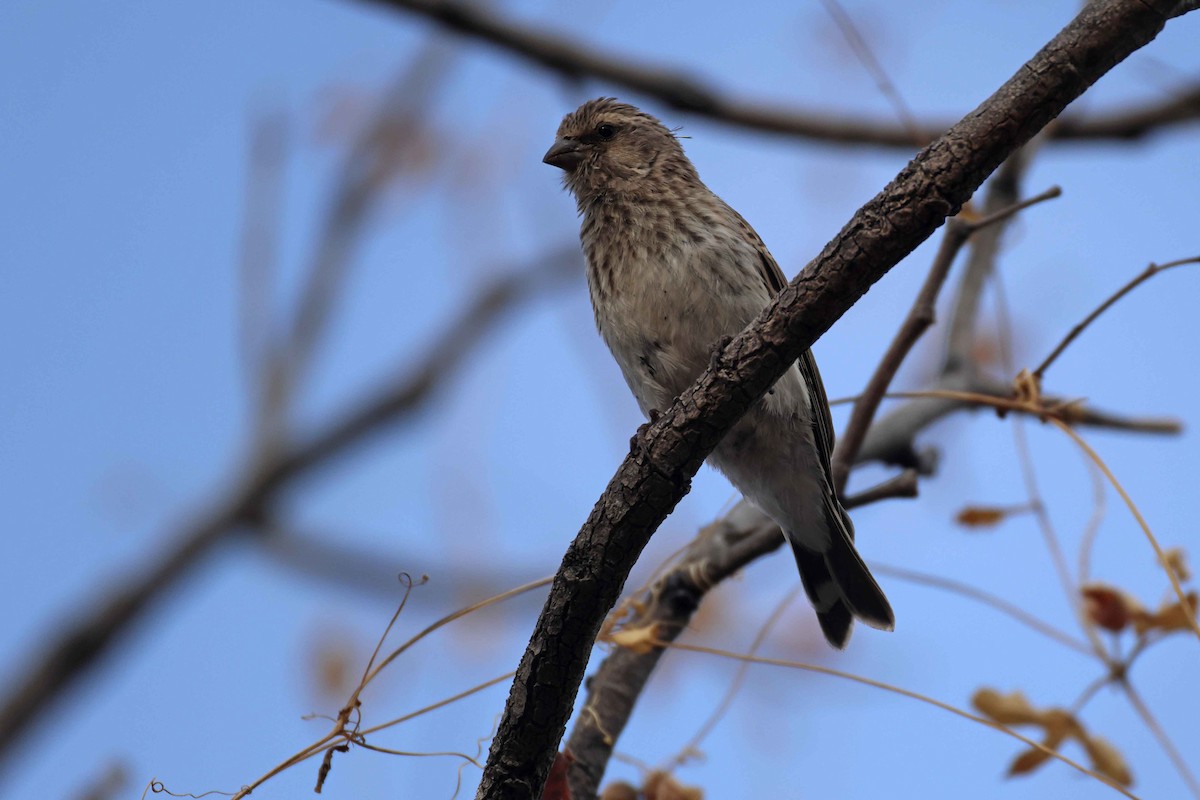 Щедрик чорногорлий - ML646785548