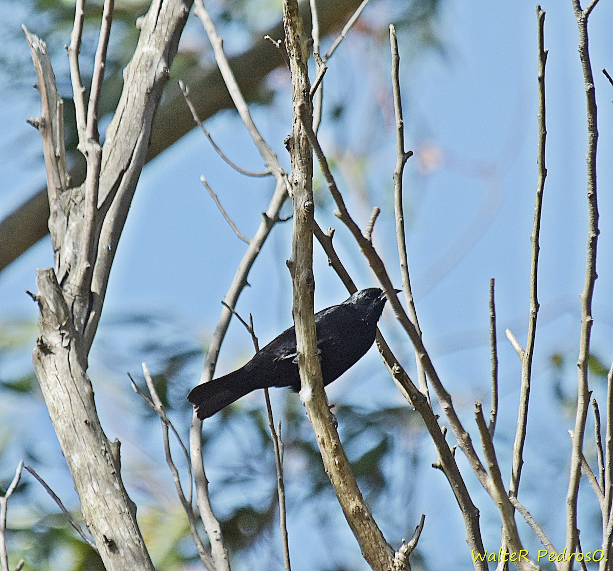 Carouge chopi - ML646785549