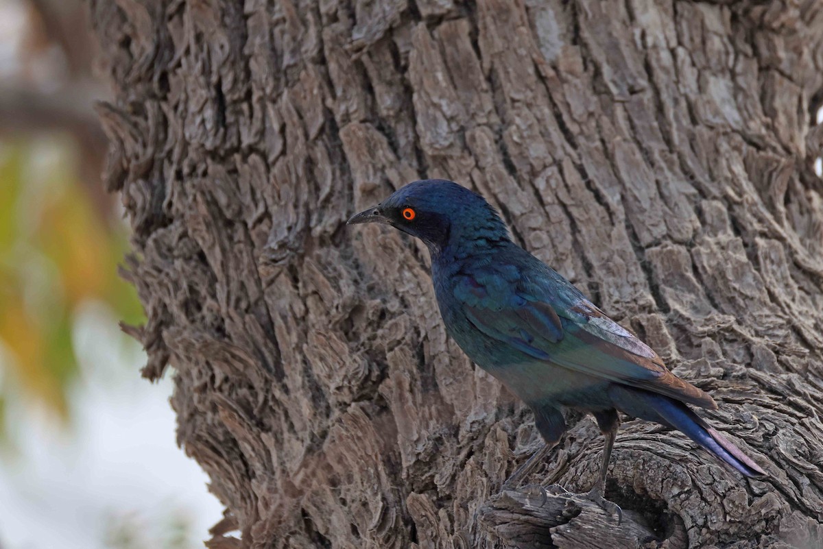 Мерл капський - ML646785550