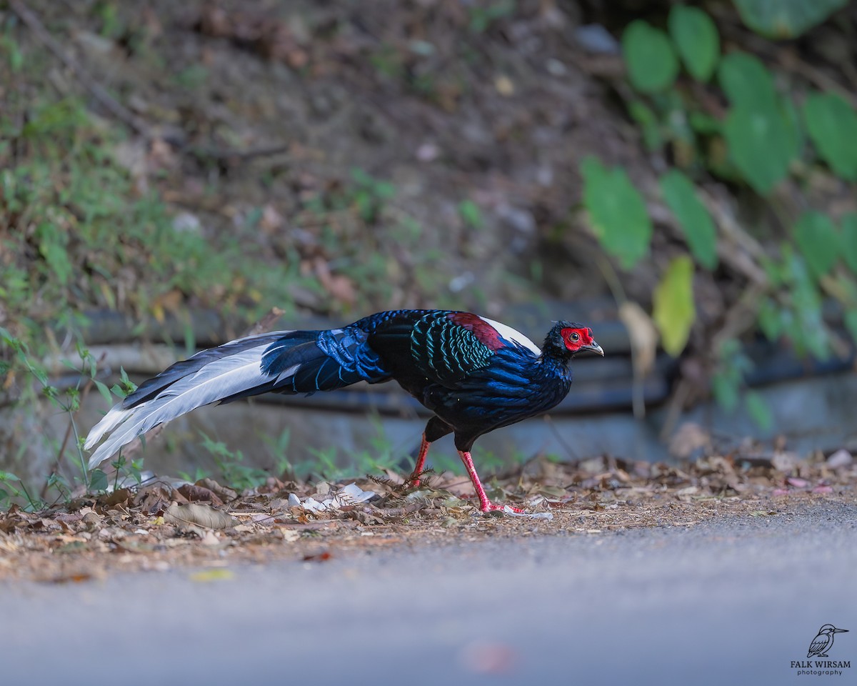 Swinhoe's Pheasant - ML646785552