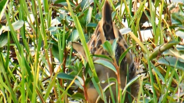 ברודית גמדית - ML646785553