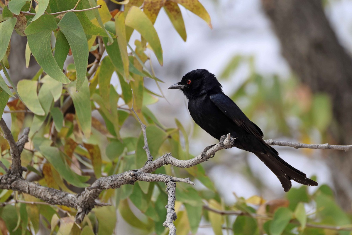 Дронго вилохвостий - ML646785554