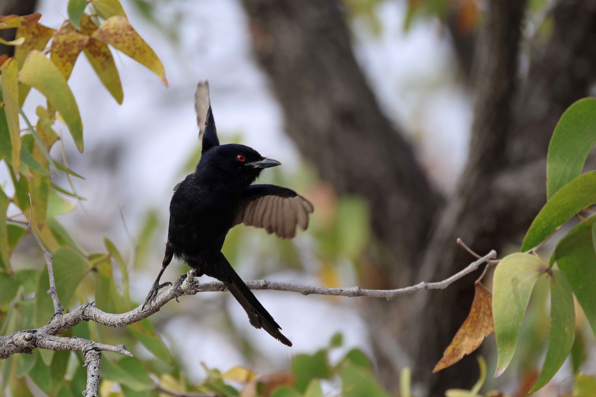 Дронго вилохвостий - ML646785555