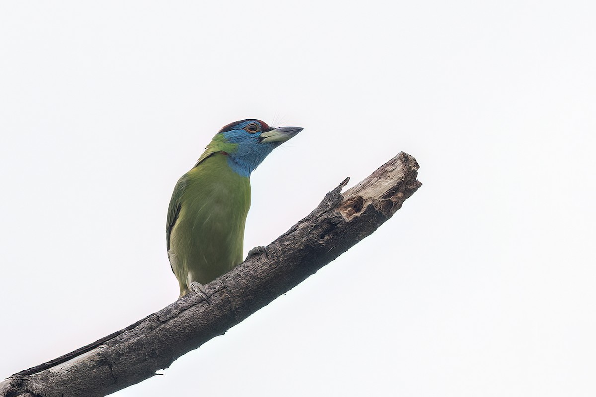 Бородастик блакитнощокий - ML646785557