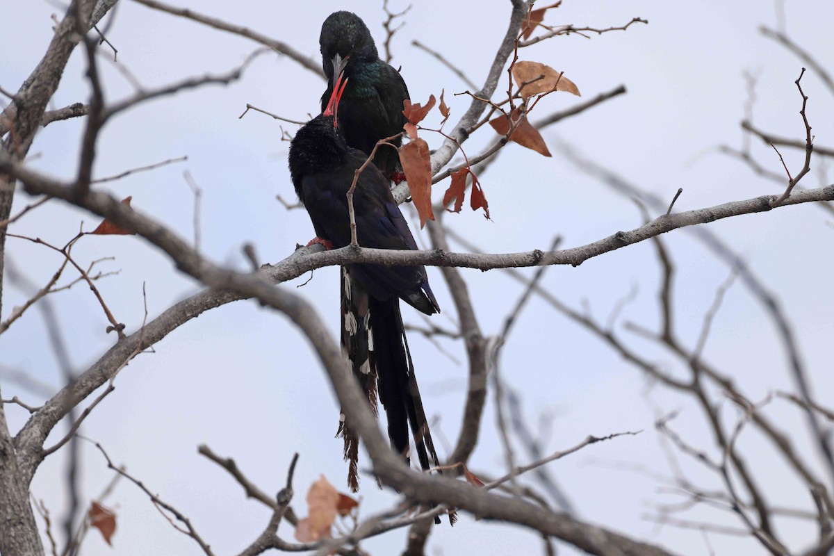 Слотняк фіолетовий - ML646785558