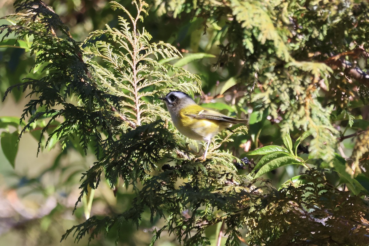 Тайваньский королёк - ML646785564