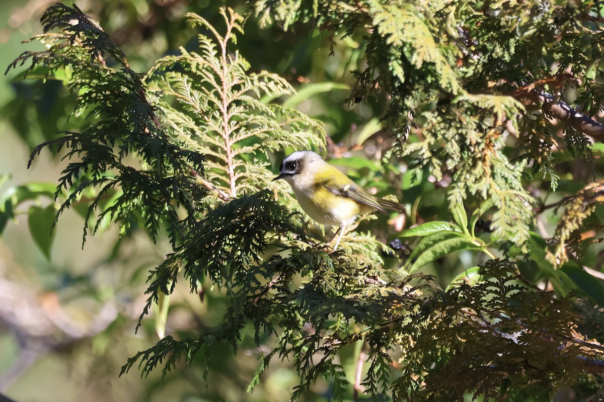 Тайваньский королёк - ML646785565