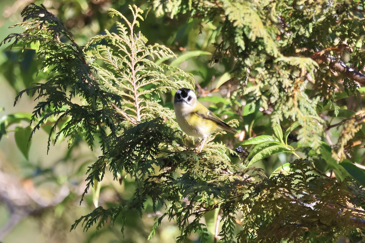 Тайваньский королёк - ML646785566