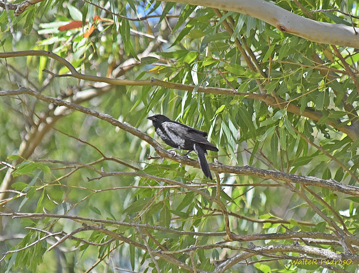 Carouge chopi - ML646785570