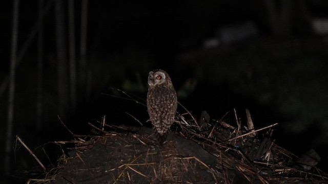 ינשוף שדות - ML646785584