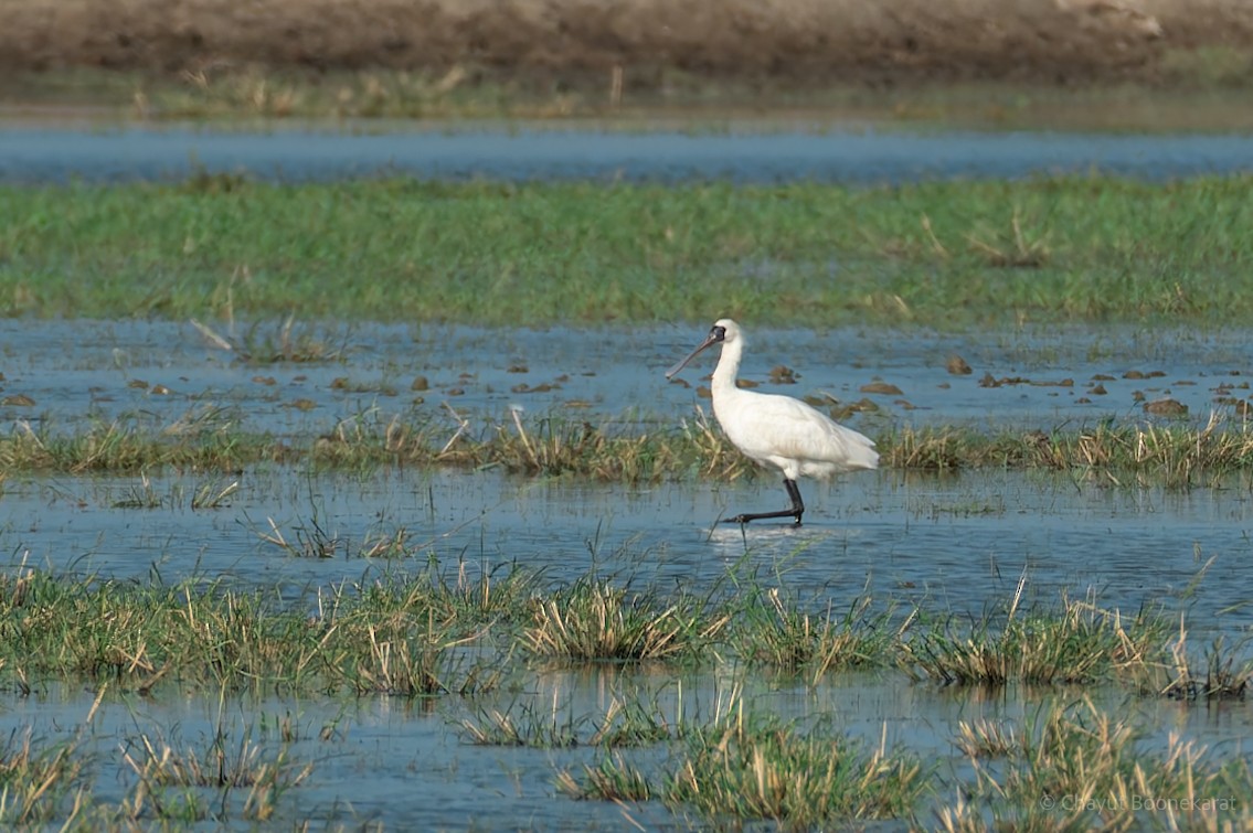 kolpík malý - ML646785585