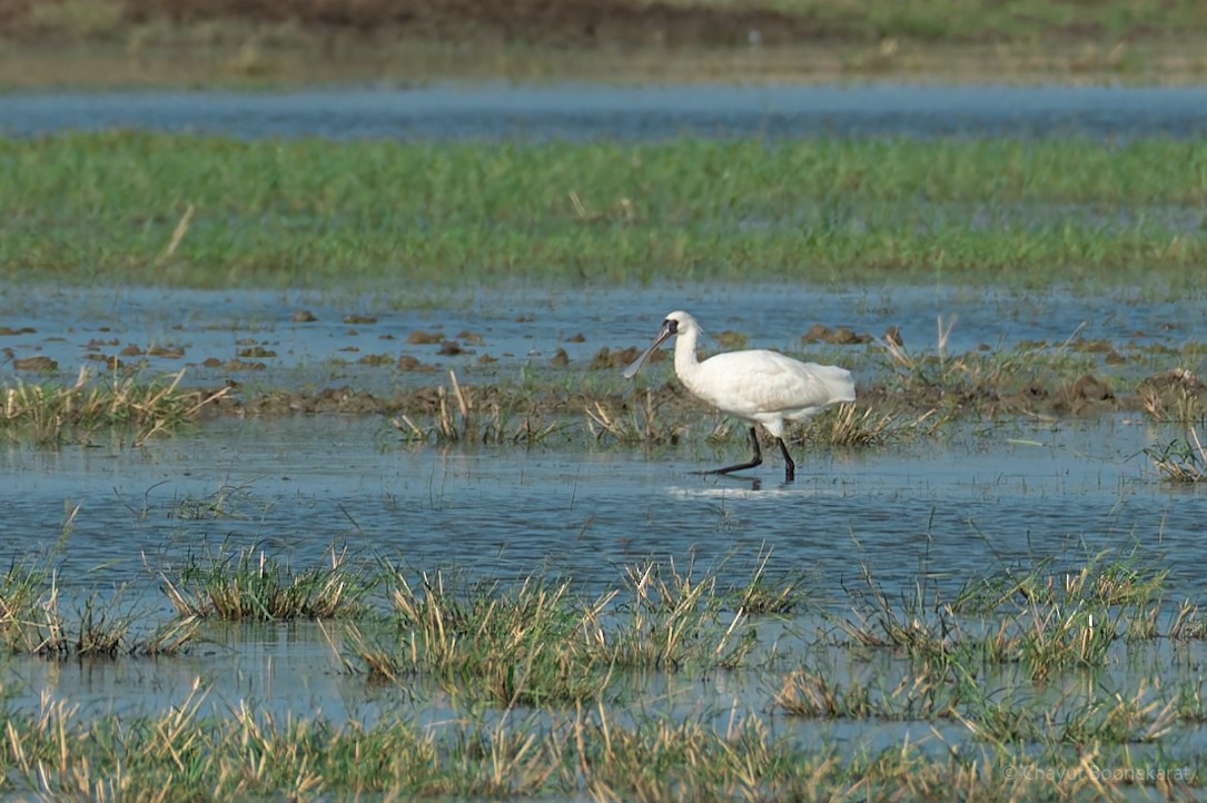 kolpík malý - ML646785586