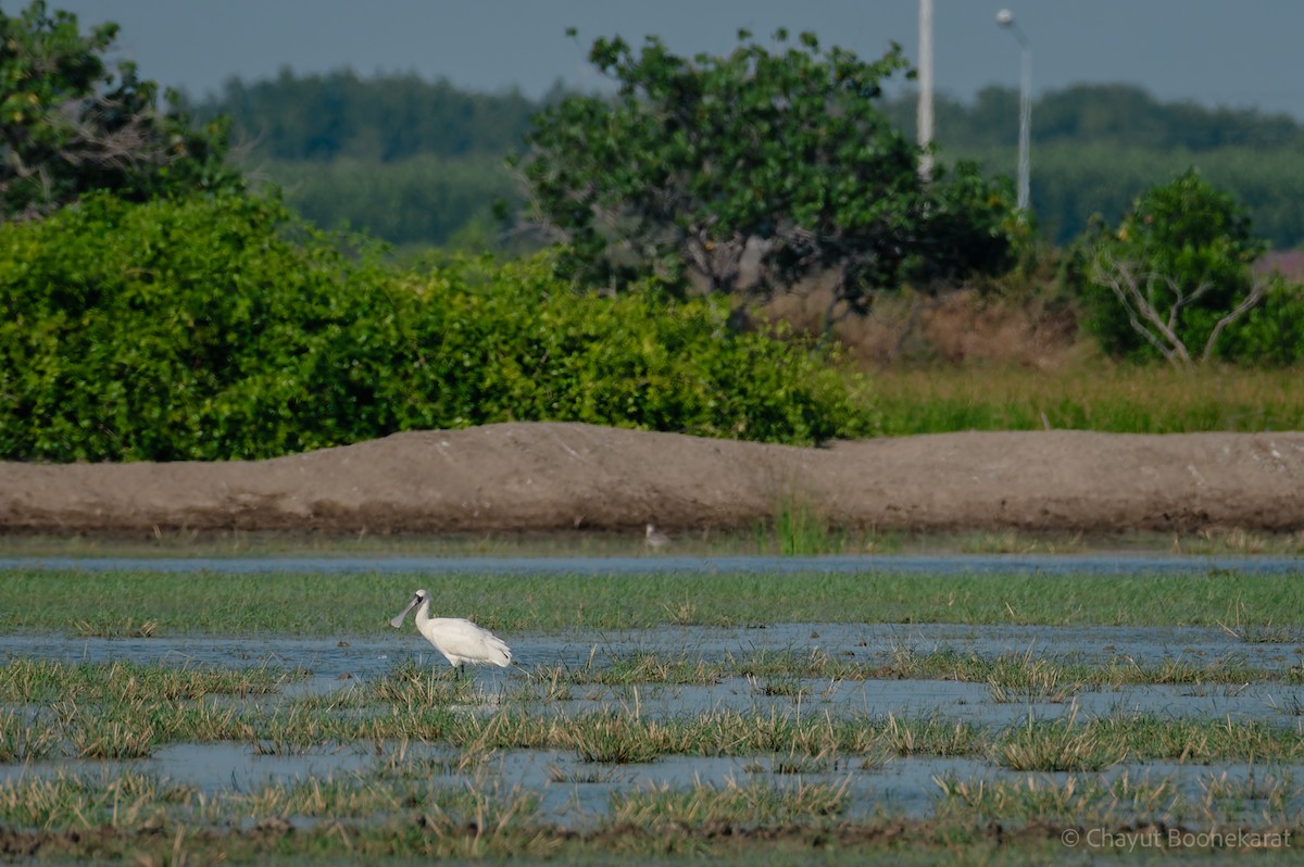 kolpík malý - ML646785588