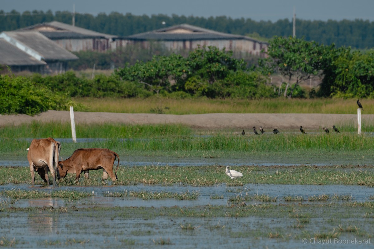 kolpík malý - ML646785589