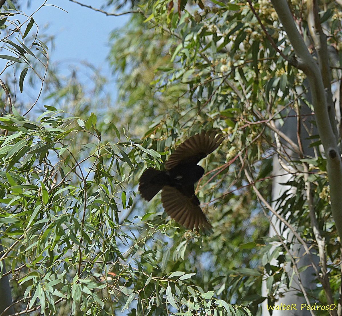 Carouge chopi - ML646785596