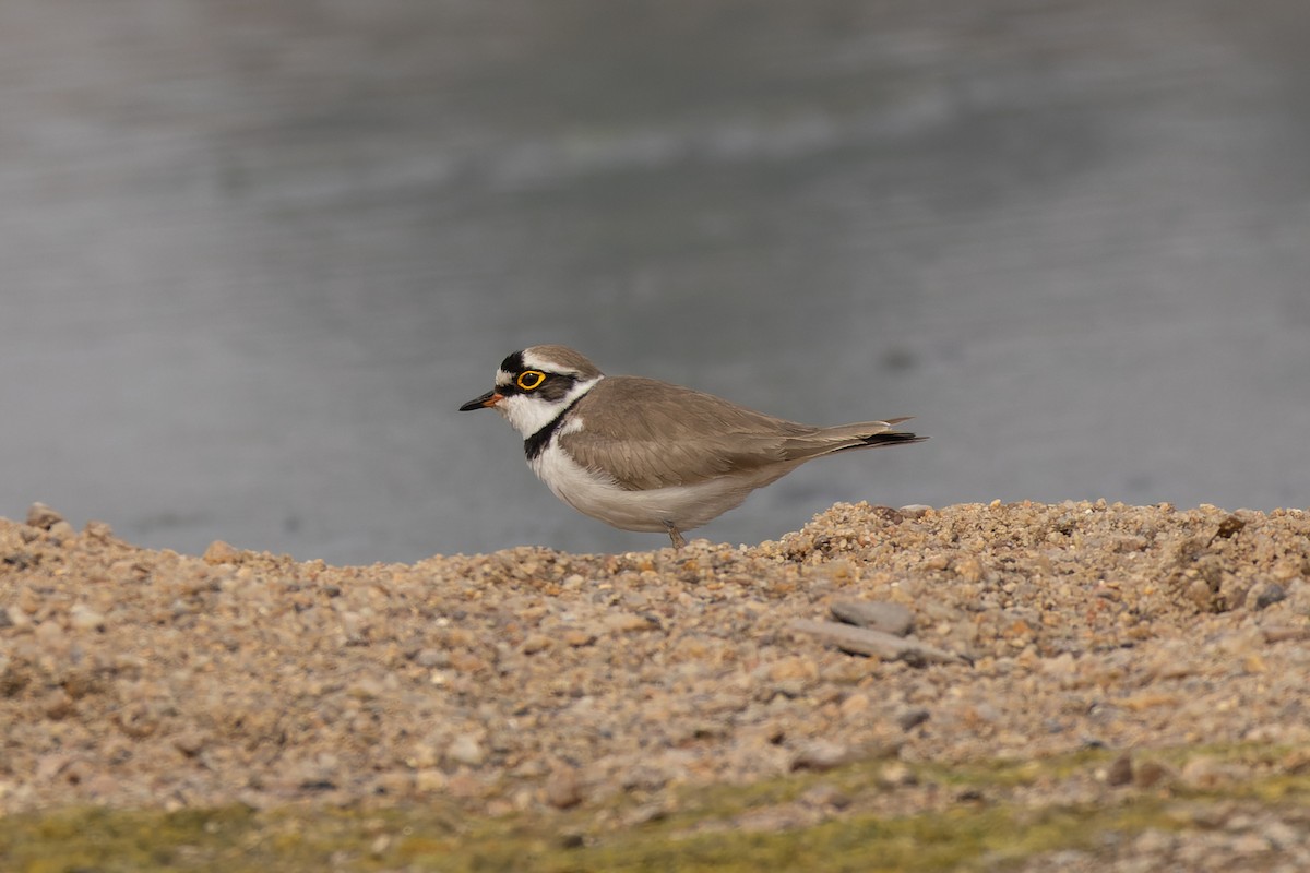 Little Ringed Plover - ML646785601