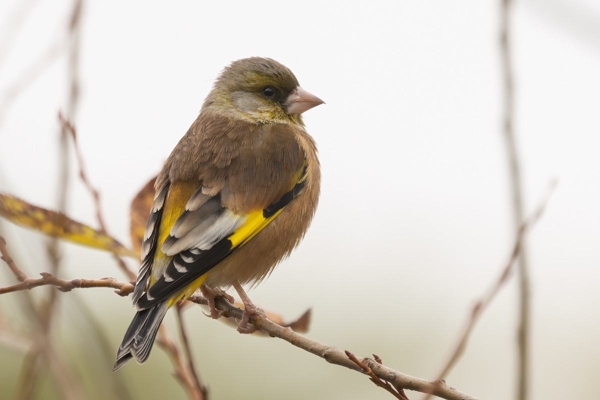 zvonek čínský [skupina sinica] - ML646785605