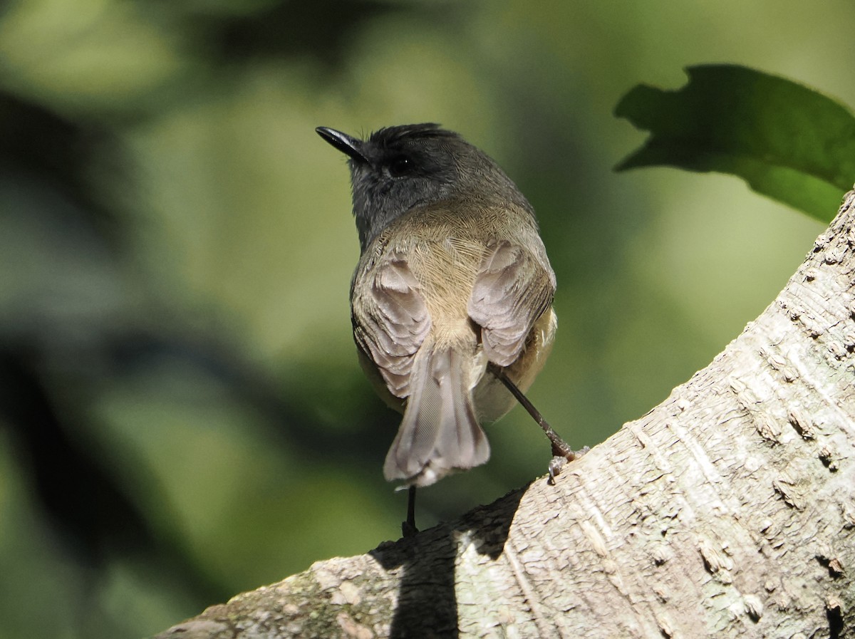 Brown Gerygone - ML646785607