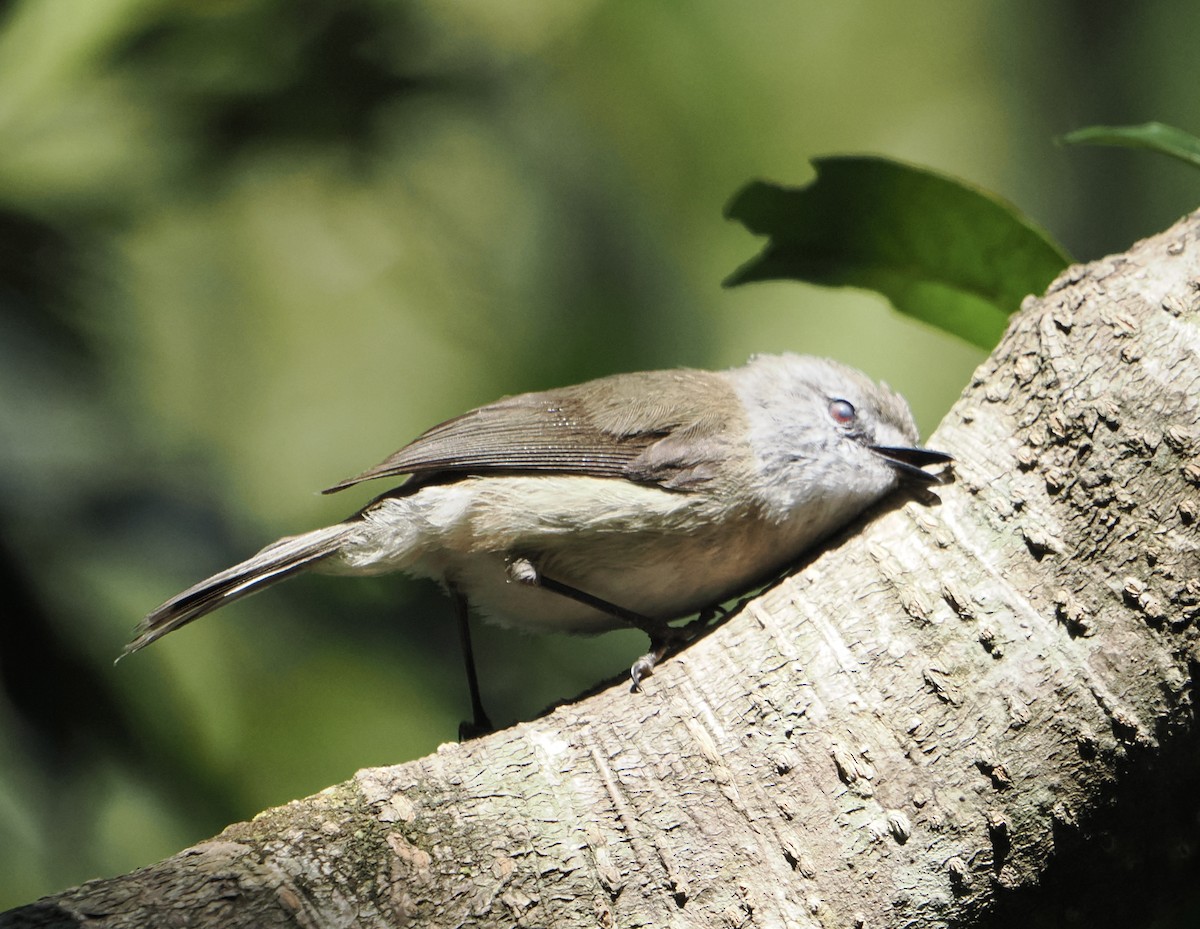 Brown Gerygone - ML646785608
