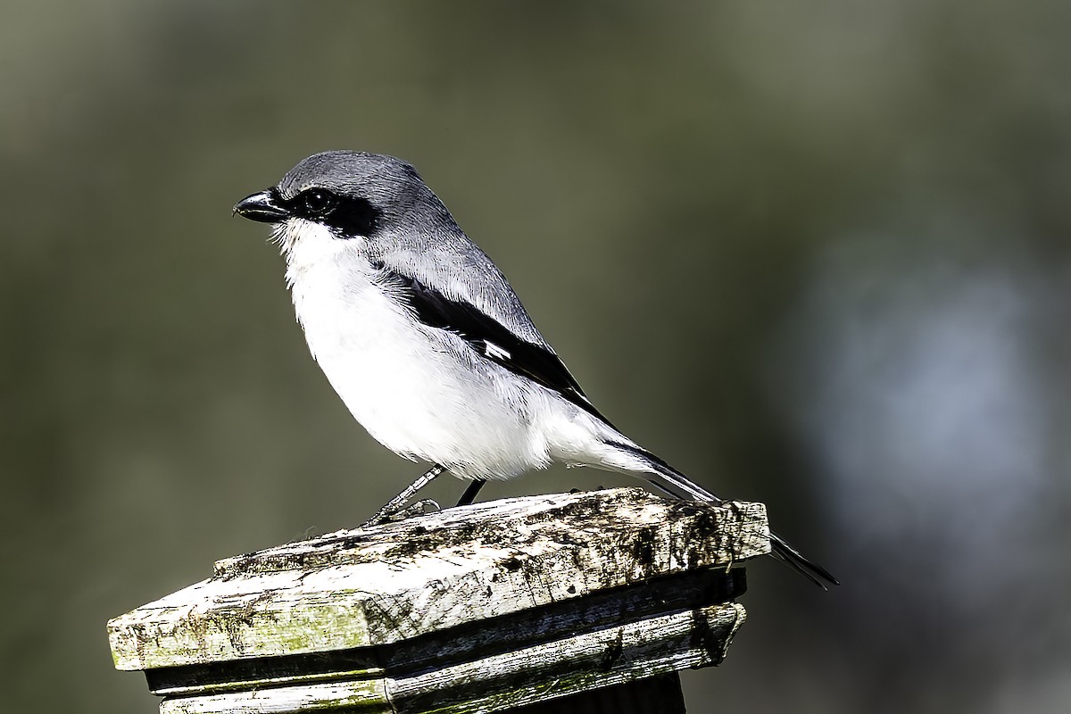 Сорокопуд американський - ML646785609