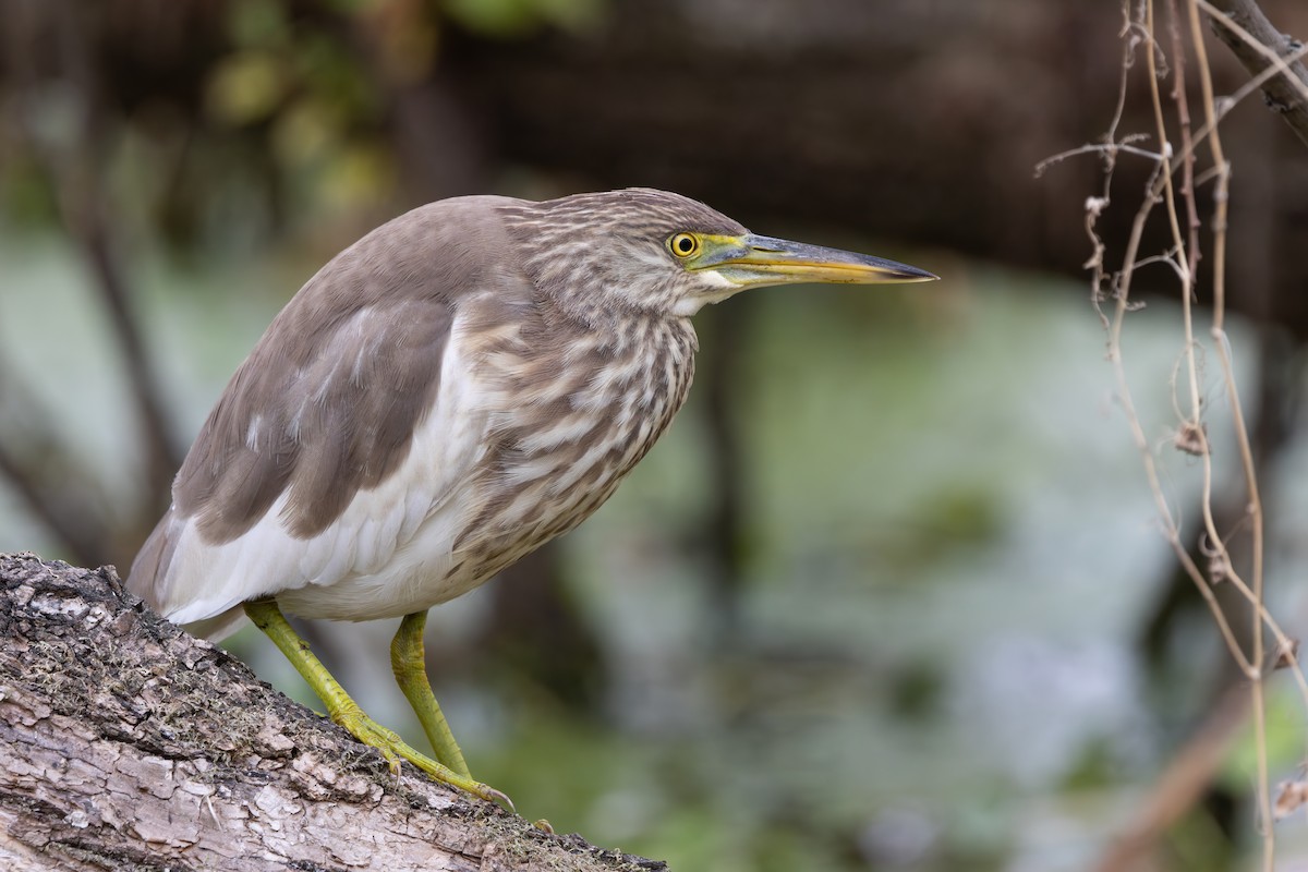 volavka čínská - ML646785612