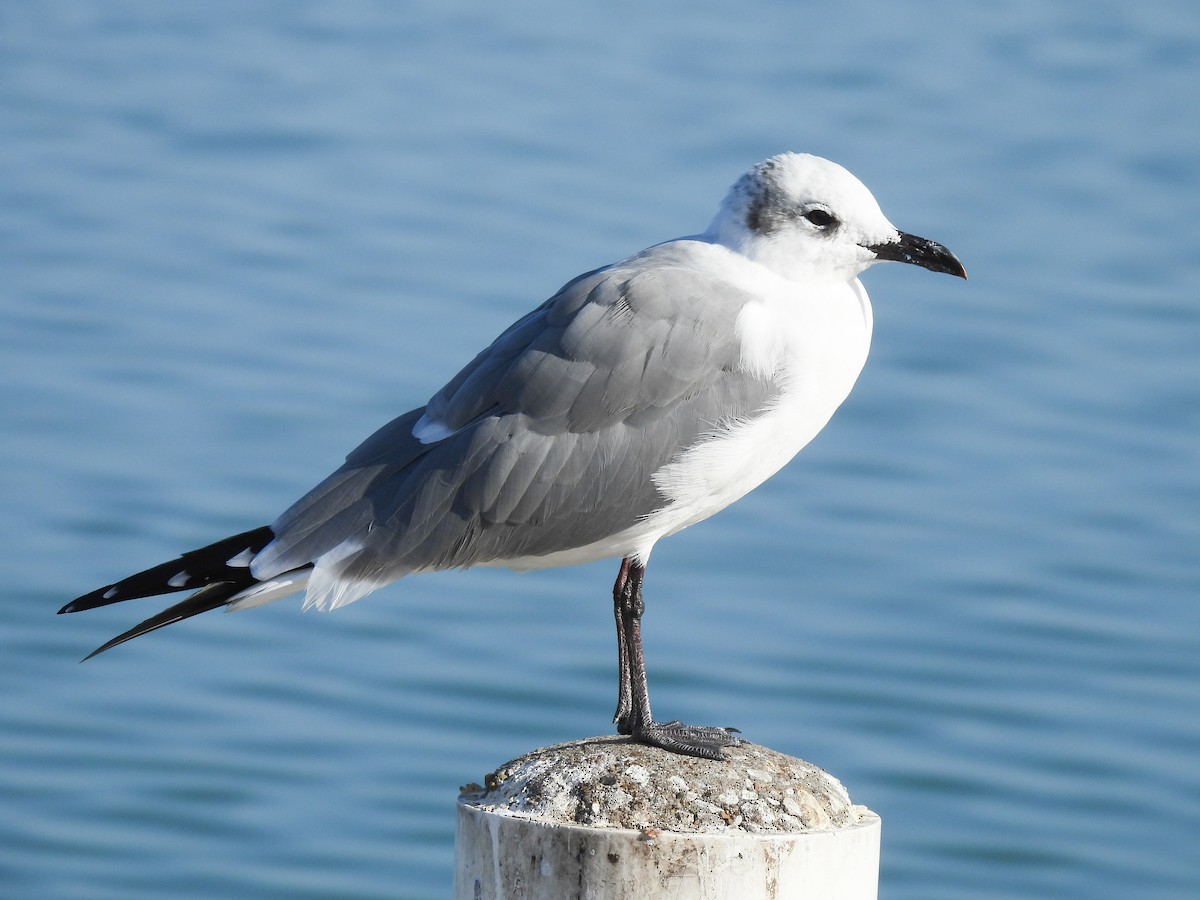 Laughing Gull - ML646785613